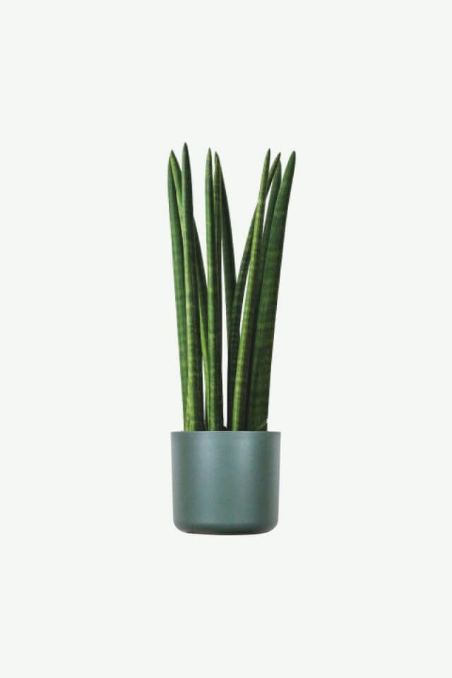 plants-ecommerce-product-featured-img-10 plants ecommerce product featured img 10