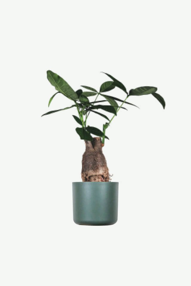 plants-ecommerce-product-featured-img-13 plants ecommerce product featured img 13