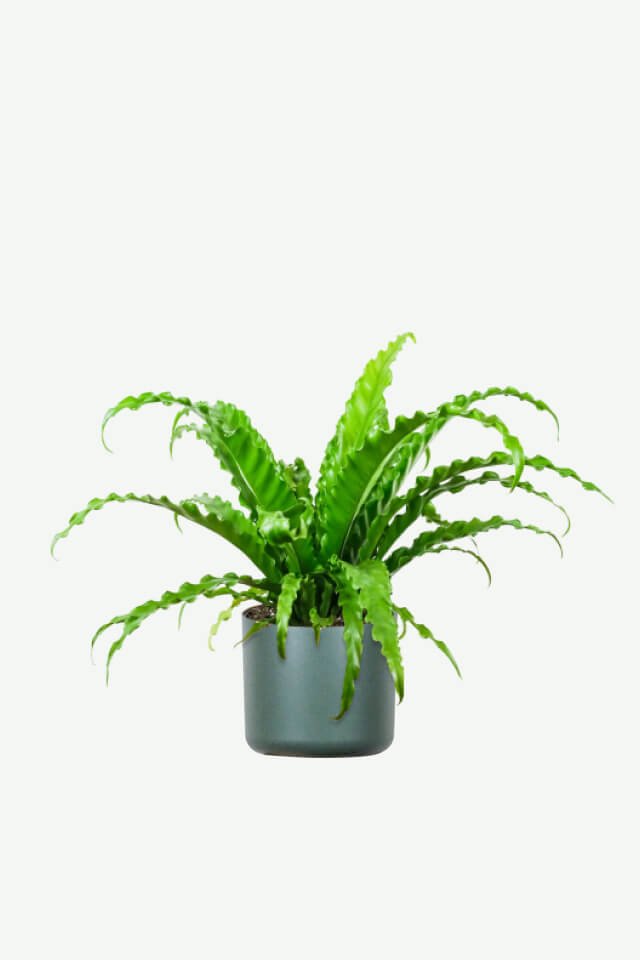 plants-ecommerce-product-featured-img-8 plants ecommerce product featured img 8